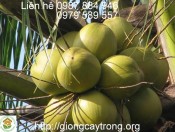 Giống Cây Dừa Xiêm