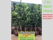 Cây bưởi diễn choai