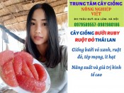 Cây giống bưởi Ruby
