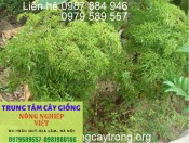 Giống Cây Đinh Lăng