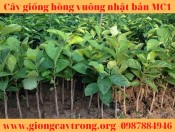 Giống vuông Fuyu MC1