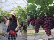 Cây giống nho Hạ Đen