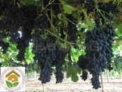 Cây giống nho ngón tay