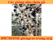 Nho Thân Gỗ 25-40 cm