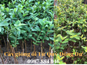 Cây giống ổi bốn mùa