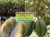 Cây giống sầu riêng Thái Lan