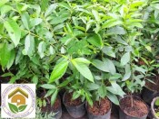 Cây giống vối nếp
