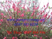 Cây giống hoa Đào bích