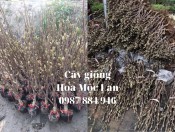 Cây Hoa Mộc Lan