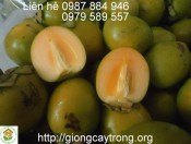 Giống Hồng Nhân Hậu