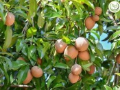 Cây Giống Hồng Xiêm Xoài