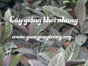 Cây giống khôi nhung tía