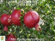 Giống Cây Lựu Đỏ