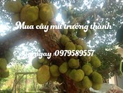 Cây mít choai