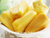 Cây giống mít không hạt