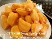 Giống mít tứ quý