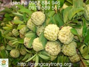 Giống Cây Na Dai