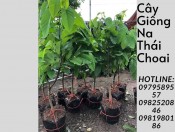 Cây na Thái choai