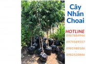 Cây nhãn choai