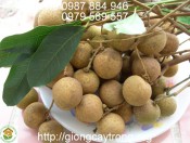 Giống Nhãn Muộn Hưng Yên