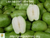 Cây giống ổi không hạt