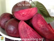 Cây giống ổi tím Malai