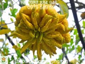 Cây giống phật thủ