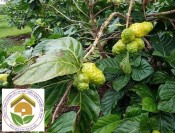 Cây giống quả nhàu