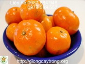 Cây giống quít đường Thái Lan