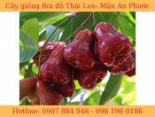 Giống Roi Đỏ Thái Lan