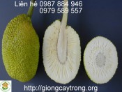 Giống Cây SaKê