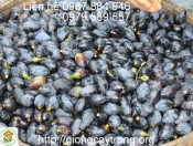 Giống Cây Trám Đen