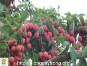 Cây vải thiều ghép