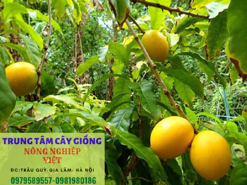 cây vú sữa hoàng kim cho quả