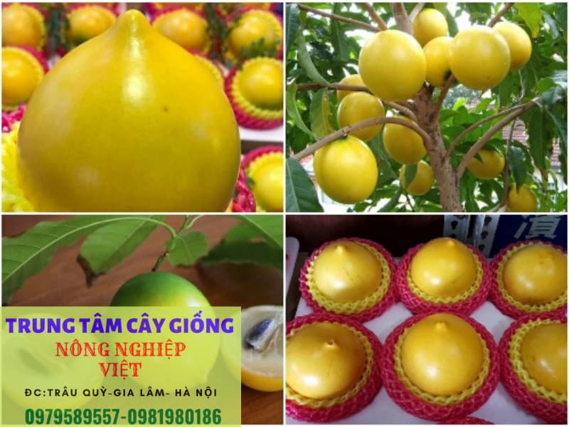 cây vu sữa hoàng kim
