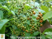 Giống Cây Xạ Đen
