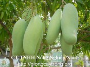 cây xoài Thái Lan