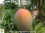 Cây Giống Xoài Úc