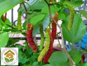 Cây giống dâu quả dài