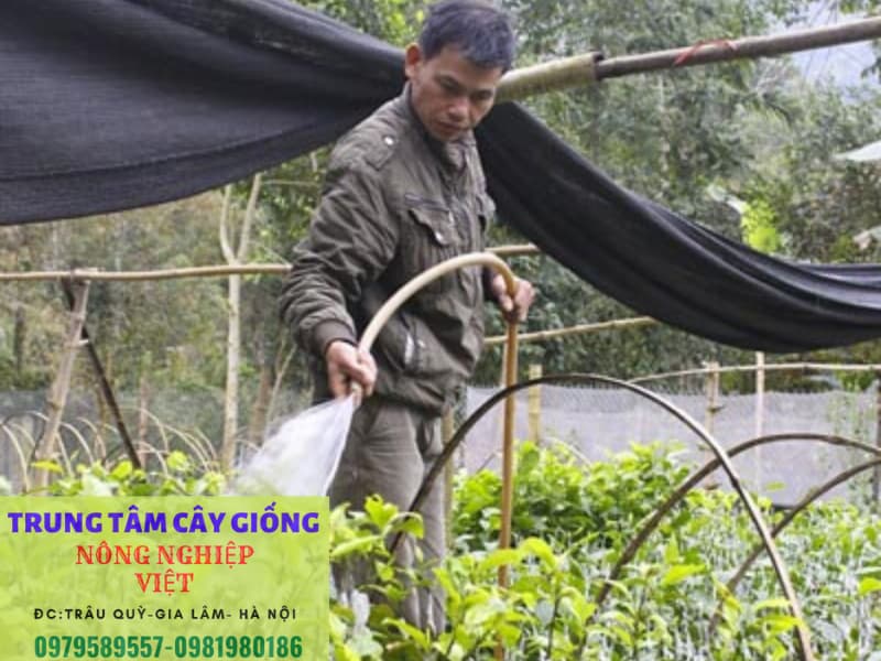 chăm sóc cây hạt dổi non