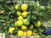 Cây chanh tứ quý