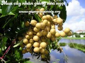 Cây nhãn giống siêu ngọt Hưng Yên