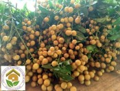 Cây giống quất hồng bì