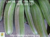 Cây giống chuối Cẩm Thạch