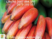Cây giống chuối đỏ Đăc Ca