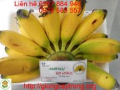 Cây giống Chuối Ngự