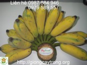 Cây giống chuối Tây