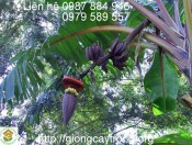 Cây giống chuối tím