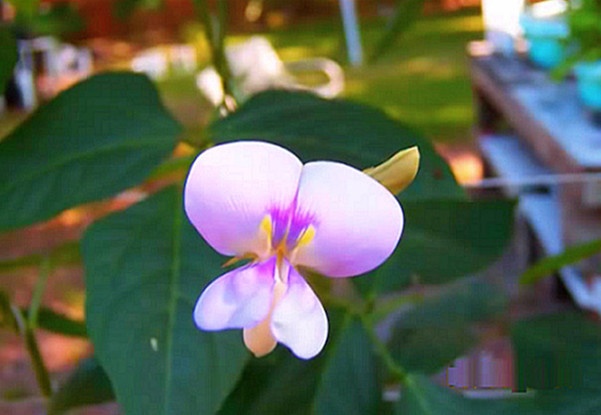 Bắt tay trồng giàn đậu đũa như chuyên gia 10