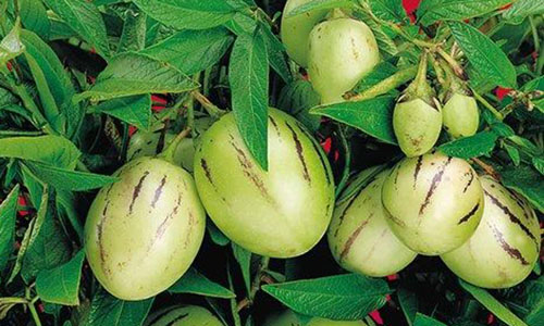 Description: giong-rau-qua-la-duoc-san-don-som-cho-dip-tet-1